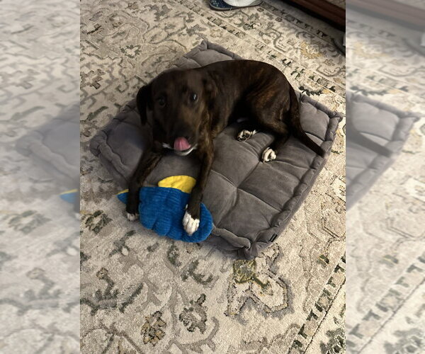 Medium Photo #4 Plott Hound-Unknown Mix Puppy For Sale in Springdale, PA, USA