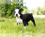 Small Photo #7 Boston Terrier Puppy For Sale in WARSAW, IN, USA
