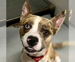 Small #15 Catahoula Leopard Dog Mix