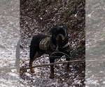 Small #29 Rottweiler
