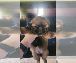 Shih Tzu Litter for sale in EBENSBURG, PA, USA
