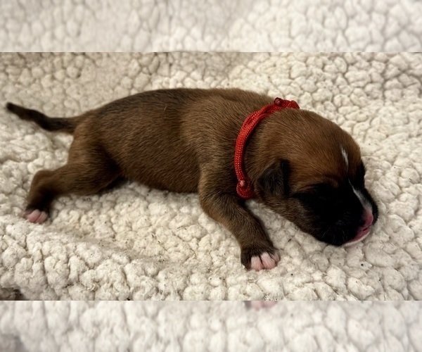 Medium Photo #4 Boxer Puppy For Sale in BRUSH CREEK, TN, USA