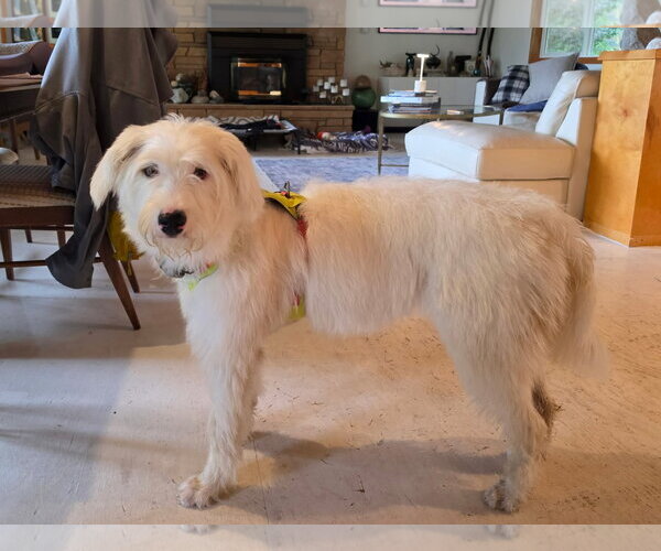 Medium Photo #2 Labradoodle Puppy For Sale in Bellevue, WA, USA