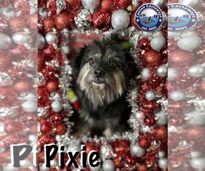 Pixie - Female Havanese-Unknown Mix Dog for Adoption - Photo #2
