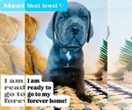 Puppy 2 Cane Corso
