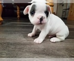Small Photo #8 French Bulldog Puppy For Sale in OSHKOSH, WI, USA