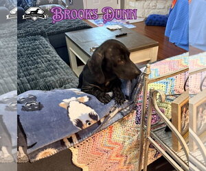 Brooks Dunn - Male Dachshund Dog for Adoption - Photo #2