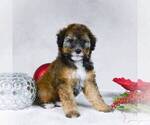 Small Photo #5 Bernedoodle-Poodle (Miniature) Mix Puppy For Sale in DALTON, OH, USA
