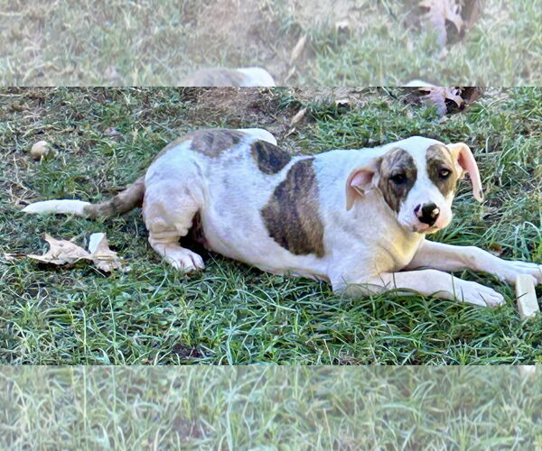 Medium Photo #3 Bulldog-Unknown Mix Puppy For Sale in Wetumpka, AL, USA