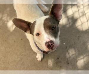 Medium Pembroke Welsh Corgi Mix