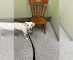 Small Photo #2 Pointer-Unknown Mix Puppy For Sale in Walnutport, PA, USA