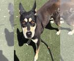 Small #1 Australian Kelpie Mix