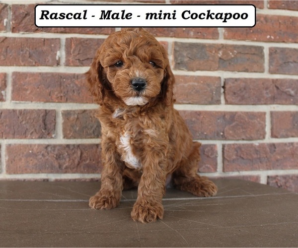 Medium Photo #3 Cockapoo (Miniature) Puppy For Sale in CLARKRANGE, TN, USA