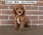 Small #2 Cockapoo (Miniature)