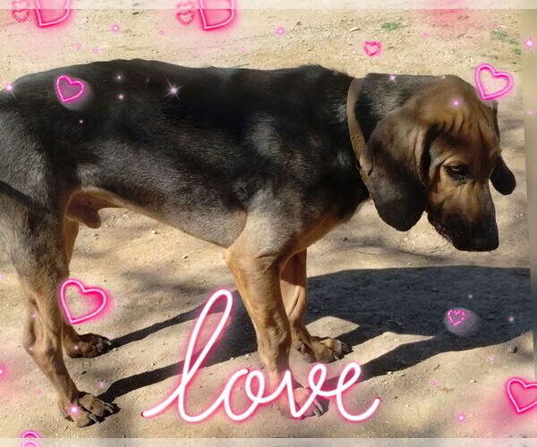 Medium Photo #2 Beagle Puppy For Sale in Apple Valley, CA, USA