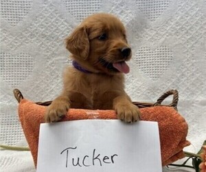 Golden Retriever Puppy for sale in OWEN, WI, USA
