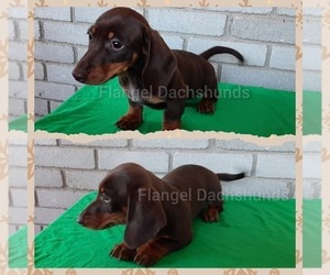 Dachshund Puppy for sale in VALDOSTA, GA, USA