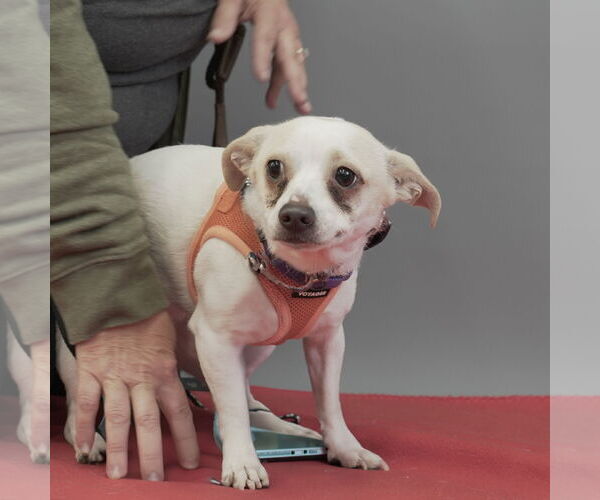 Medium Photo #6 Jack Chi Puppy For Sale in Princeton, MN, USA
