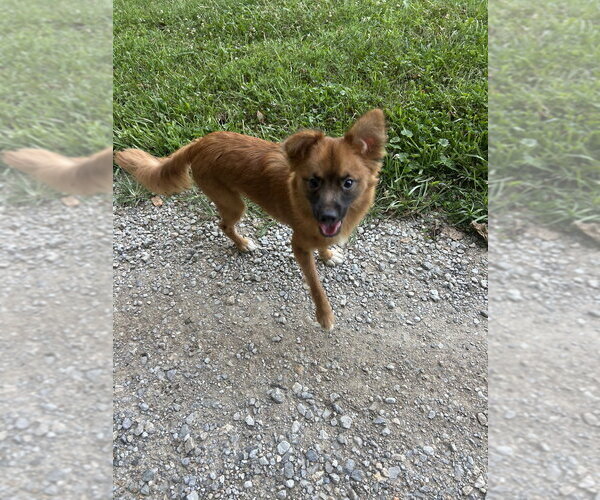 Medium Photo #1 Pomeranian-Unknown Mix Puppy For Sale in Aurora, IN, USA