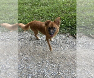 Pomeranian-Unknown Mix Dogs for adoption in Aurora, IN, USA