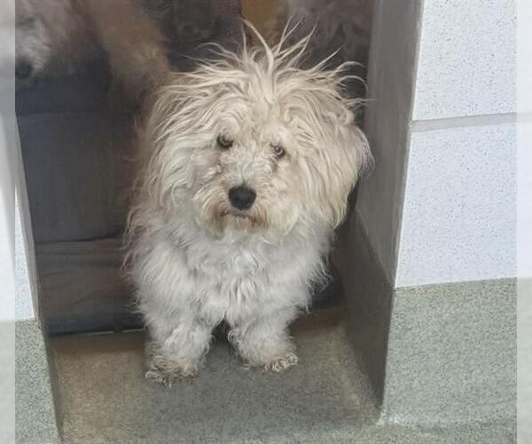 Medium Photo #1 Poodle (Miniature)-Unknown Mix Puppy For Sale in San Martin, CA, USA