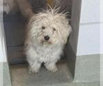 Small Poodle (Miniature) Mix