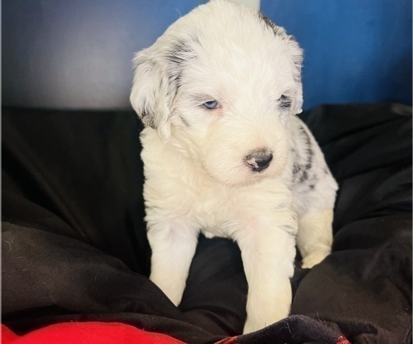 Medium Photo #134 Sheepadoodle Puppy For Sale in HUNTINGTON BEACH, CA, USA