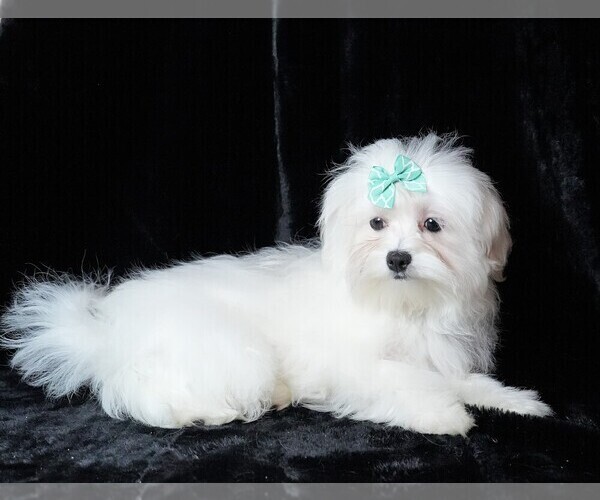 Medium Photo #7 Maltese Puppy For Sale in ROCK VALLEY, IA, USA