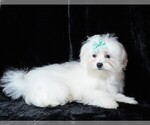 Small #6 Maltese