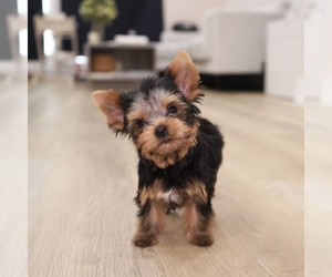 Yorkshire Terrier Puppy for Sale in LOS ANGELES, California USA