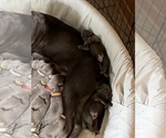 Small Photo #25 Labrador Retriever Puppy For Sale in WARNER ROBINS, GA, USA