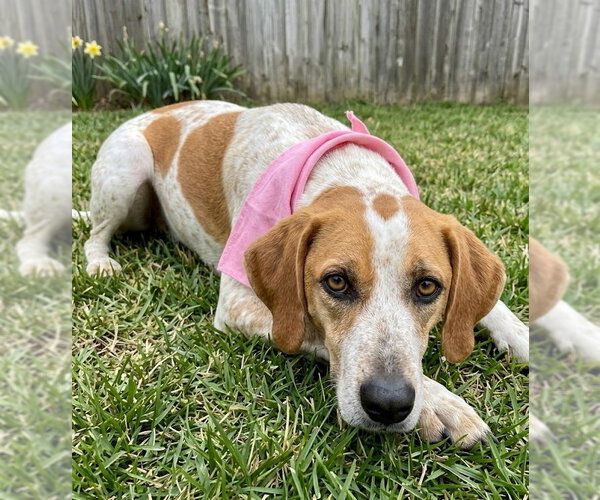 Medium Photo #3 Beagle-Pointer Mix Puppy For Sale in Grovertown, IN, USA