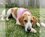 Small #2 Beagle-Pointer Mix