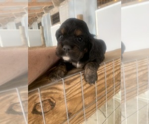 Cocker Spaniel Puppy for Sale in PARKERS LAKE, Kentucky USA