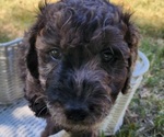 Small #1 Doodle-Goldendoodle Mix