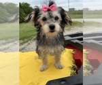 Small #4 Morkie