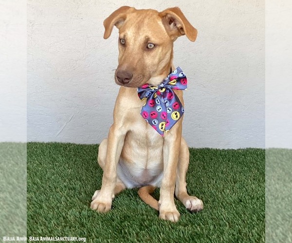 Medium Photo #6 Unknown-Weimaraner Mix Puppy For Sale in San Diego, CA, USA