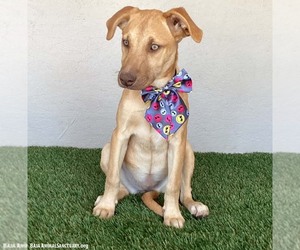 Sadie - Female Unknown-Weimaraner Mix Dog for Adoption - Photo #6