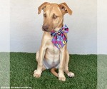 Small #5 Weimaraner Mix