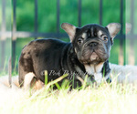 Small #1 French Bulldog