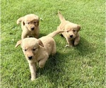 Small #4 Golden Retriever