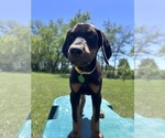 Small #3 Doberman Pinscher