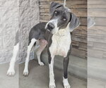 Small #5 Great Dane Mix
