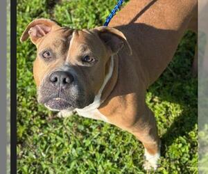 Medium American Staffordshire Terrier