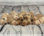 Image preview for Ad Listing. Nickname: Puppies