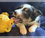 Small #6 Border Collie
