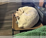 Small #3 American Pit Bull Terrier-Labrador Retriever Mix