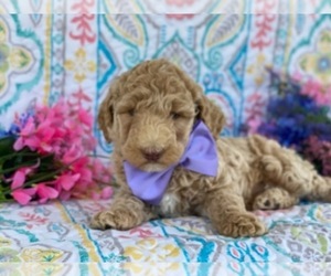 Poodle (Standard) Puppy for sale in LANCASTER, PA, USA