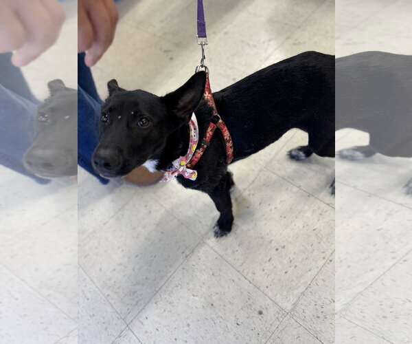 Medium Photo #6 Mutt Puppy For Sale in Holly Springs, NC, USA