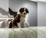 Small #2 Australian Shepherd